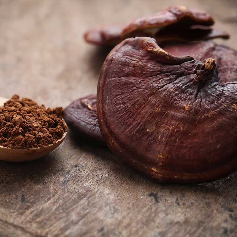 Reishi spore powder.jpg